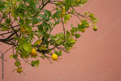 Lemon tree on a peach color background