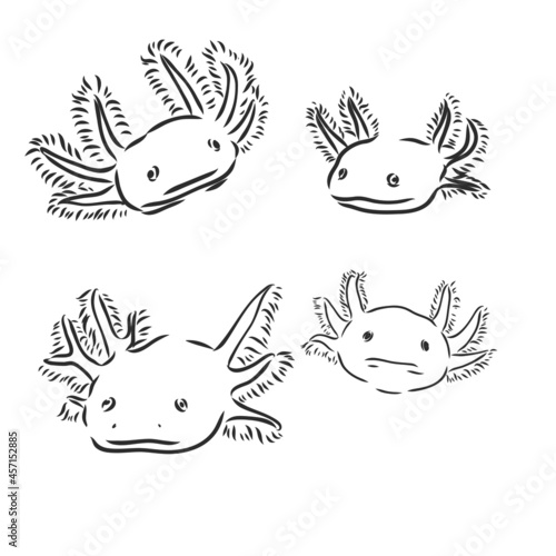 Vector antique engraving illustration of axolotl salamander isolated on white background