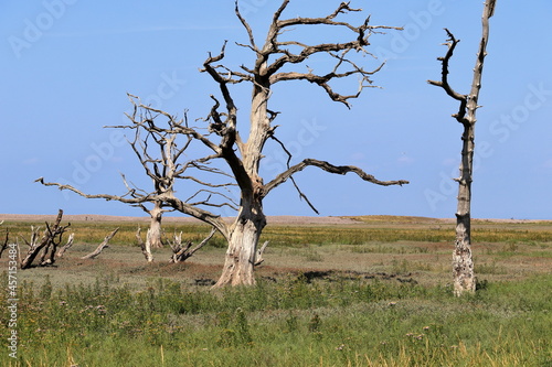 Nature - Petrified trees on Porlock marshes photo