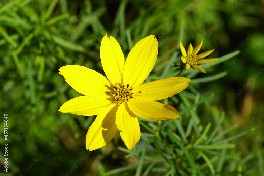 Obraz premium Flowering Thread-leaf coreopsis, Tickseed (Coreopsis verticillata). Family Asteraceae or Compositae. Summer in a Dutch garden. Blurred leaves. September, Netherlands. 