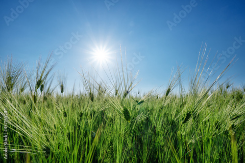 Close-up view of a green wheat field under a blue sky with a radiant sun.