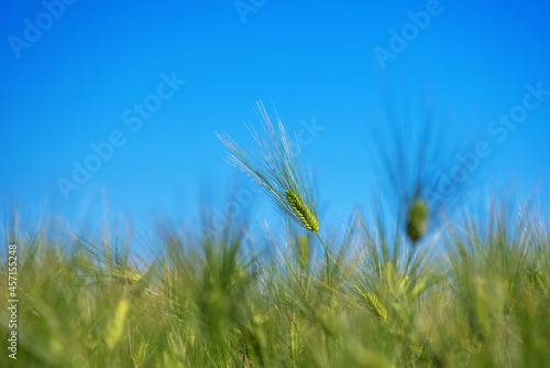 A green barley ear in a field under a blue sky with a selective focus.