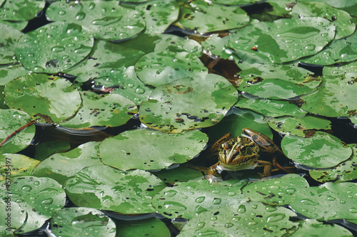 トノサマガエル / Black-spotted pond frog