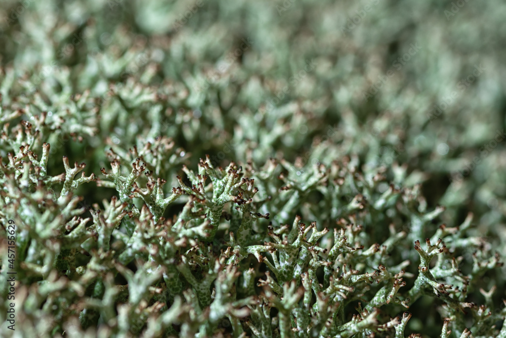 Full-screen macro view of gray-green lichen (Cladonia) with selective focus Full-screen macro view of gray-green lichen (Cladonia) with selective focus