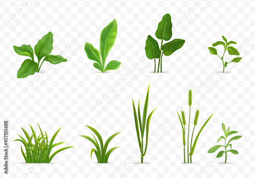 Grass Realistic Transparent Set