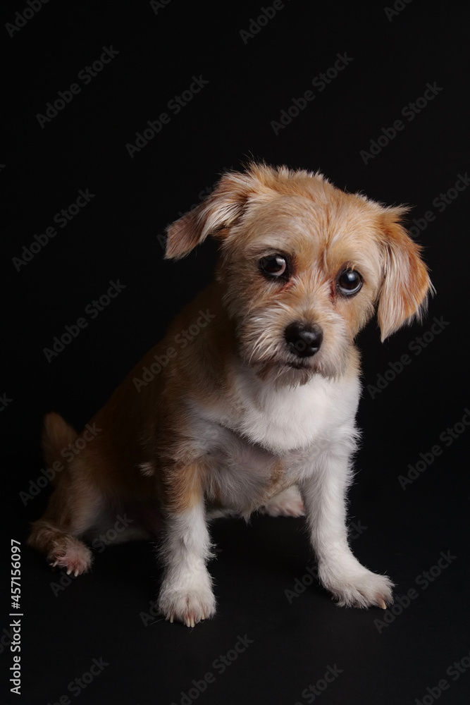 Cute little dog in studio on black background.
Cute little dog in studio on black background.