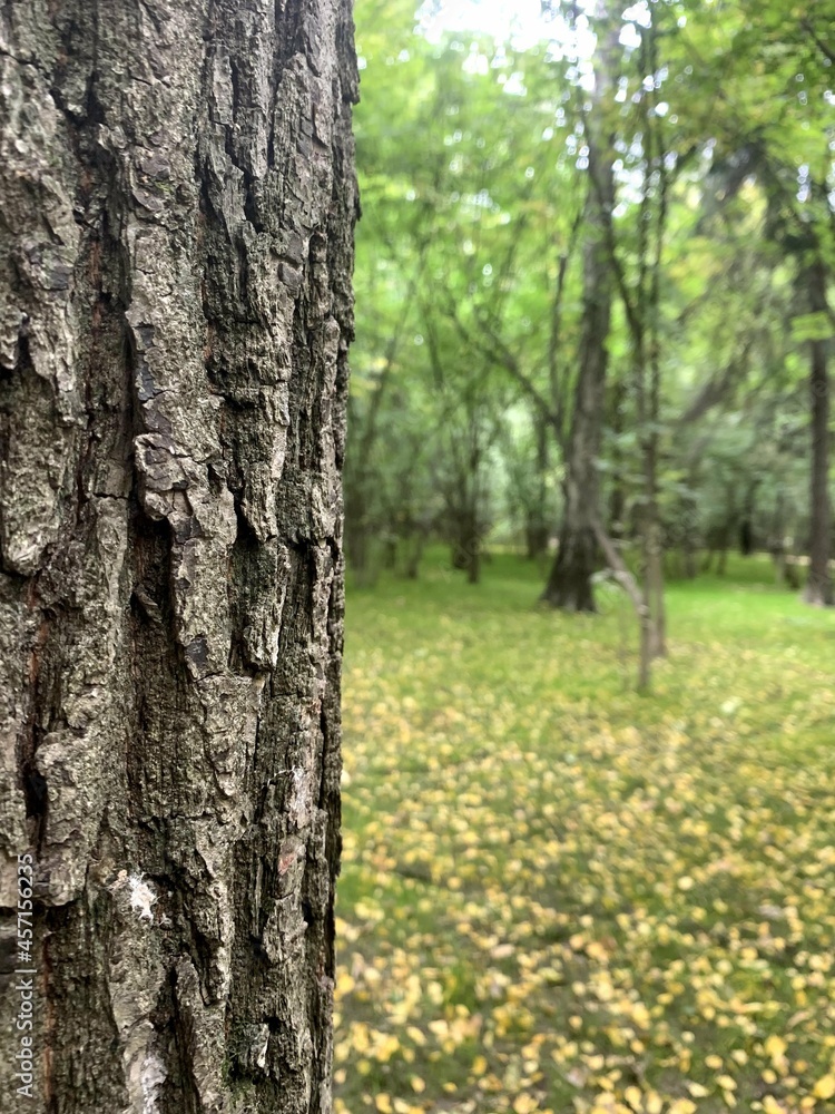 Obraz premium forest park nature greens day overcast leaves grass trees branches square nature
