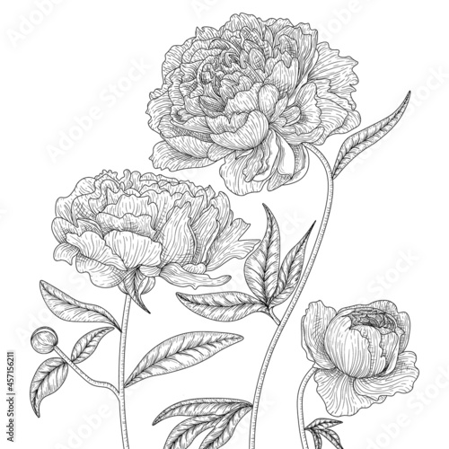 Vector graphic linear illustration of flowers, leaves and buds of peonies