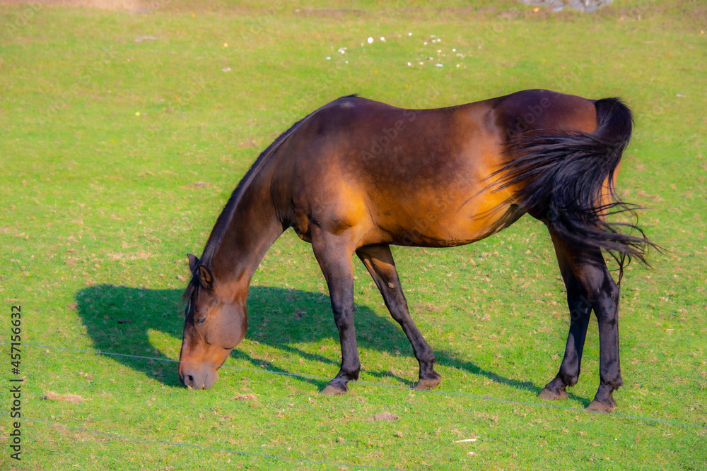 Pretty horse on a Canadian farm in the province of Quebec Pretty horse on a Canadian farm in the province of Quebec