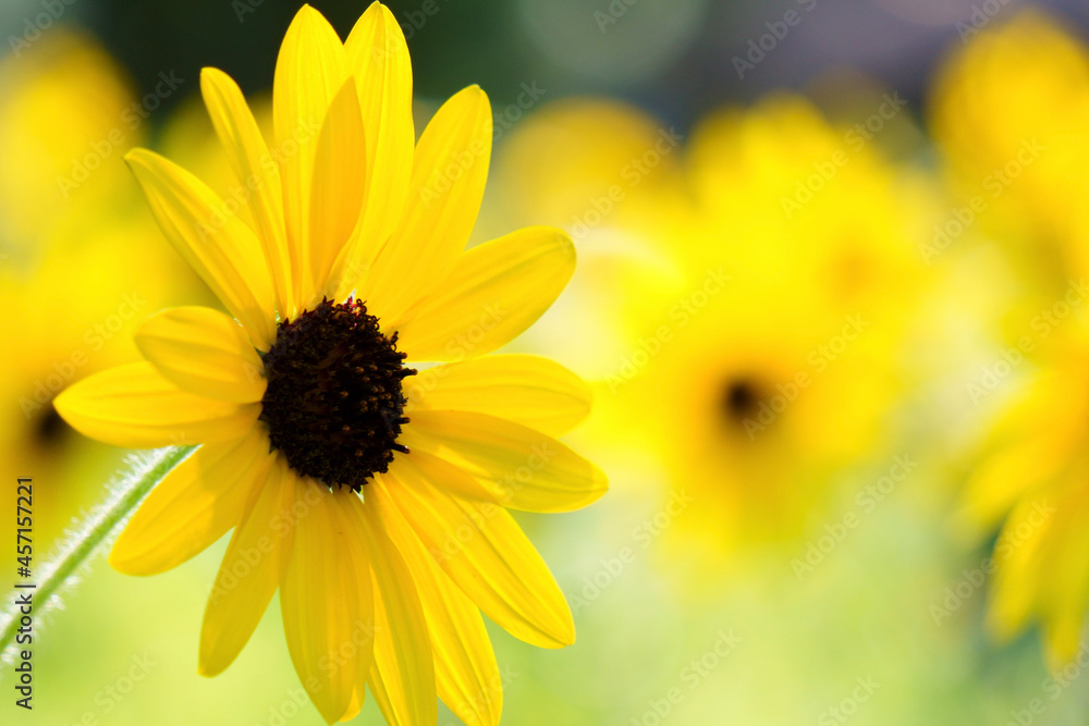 Obraz premium yellow flower closeup