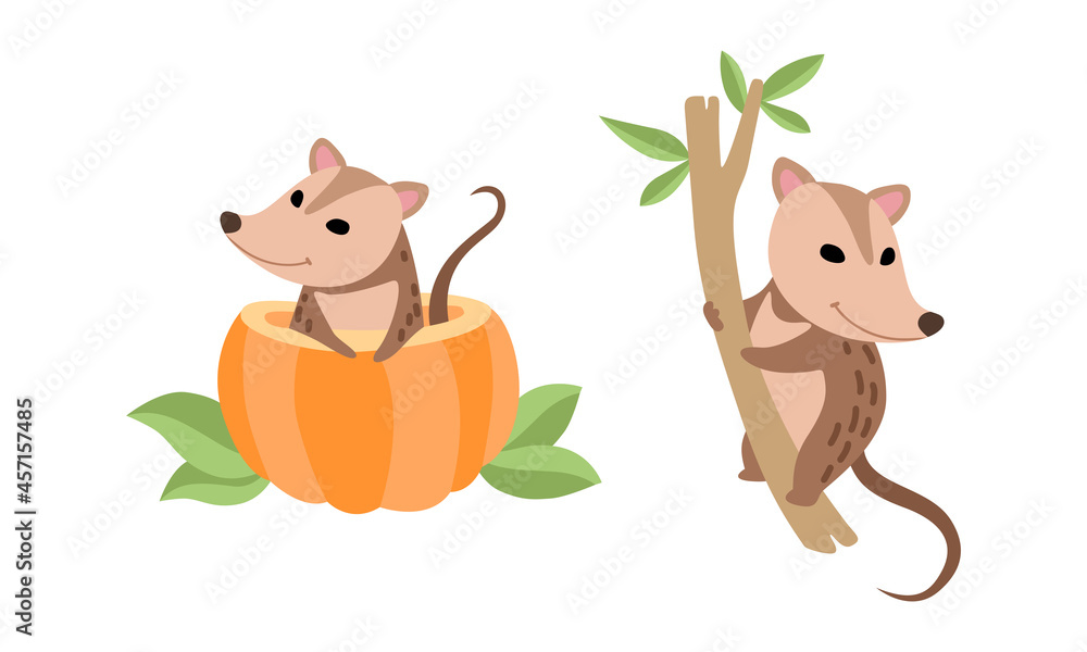 Fototapeta premium Cute Opossum Animal Sitting on Tree and Peeping Out from Pumpkin Vector Set