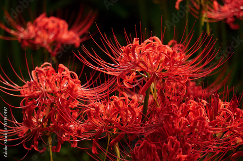  red spider lily