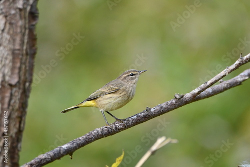 Palm warbler showing its confusing fall colors