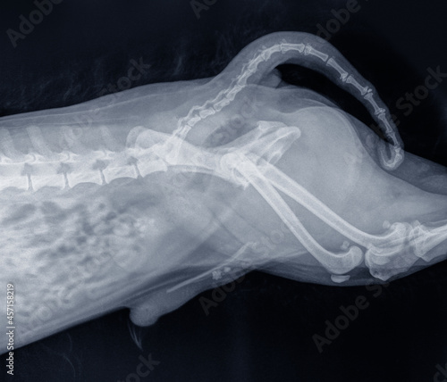 X-ray photo of the abdomen of a dog with stones in the bladder and urethra (urinary calculi). Isolated on black photo