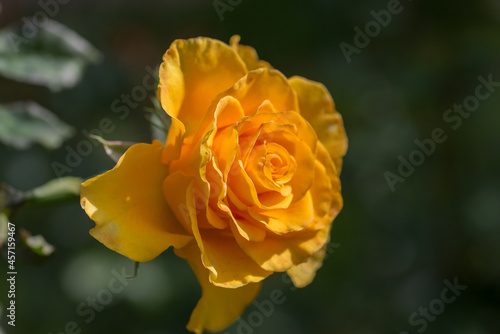 close-up photos of garden flowers and trees that surround us