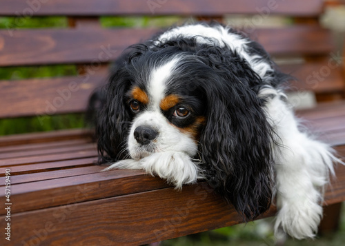 The Cavalier King Charles Spaniel dog is lying on a wooden bench resting Fototapeta