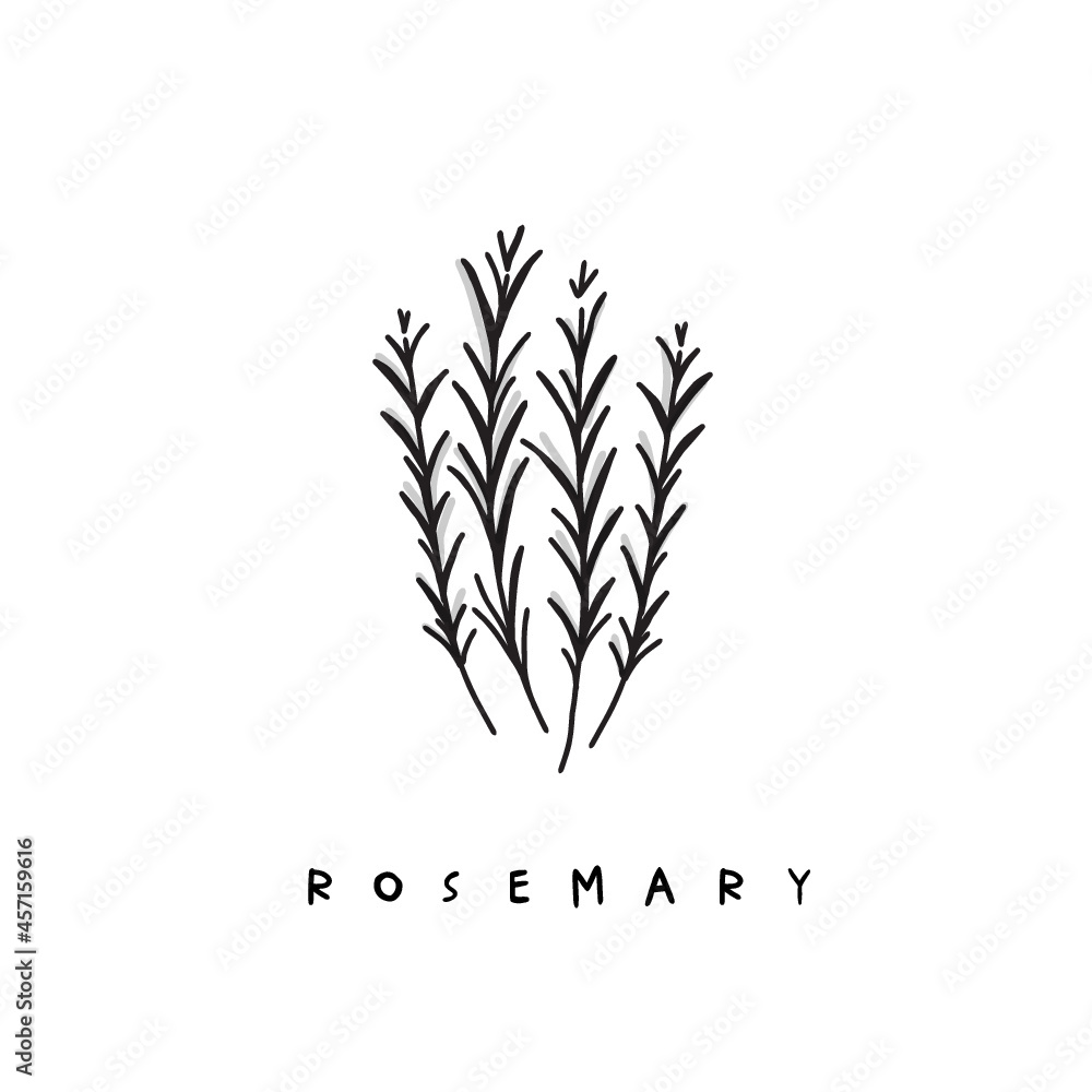 Vector drawing of rosemary. Gaphic element for background, menu, display, packaging and sign. Vector drawing of rosemary. Gaphic element for background, menu, display, packaging and sign.