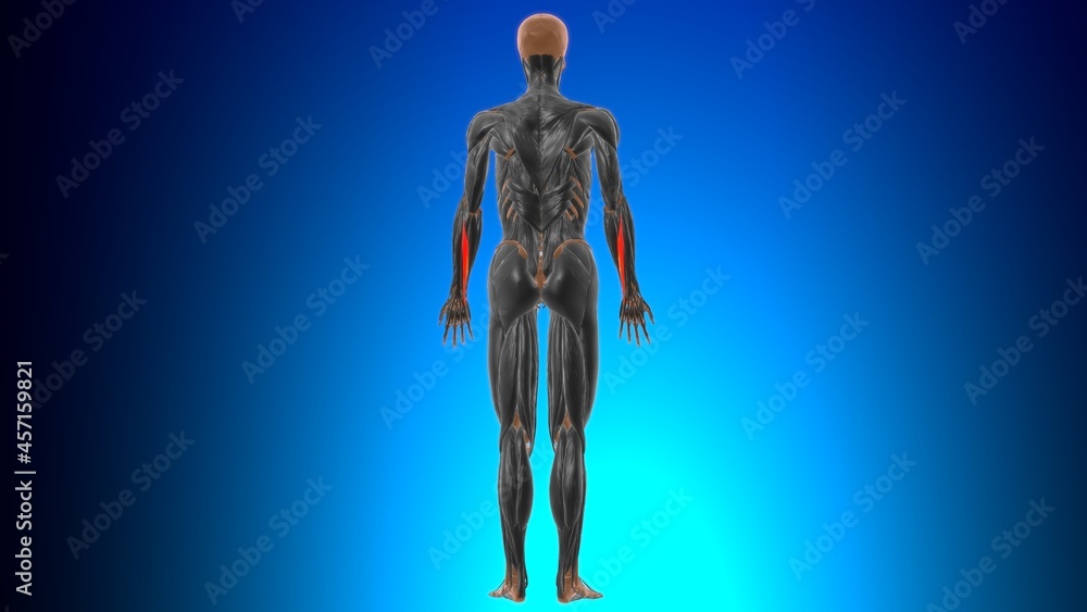 Extensor carpi ulnaris Muscle Anatomy For Medical Concept 3D Extensor carpi ulnaris Muscle Anatomy For Medical Concept 3D