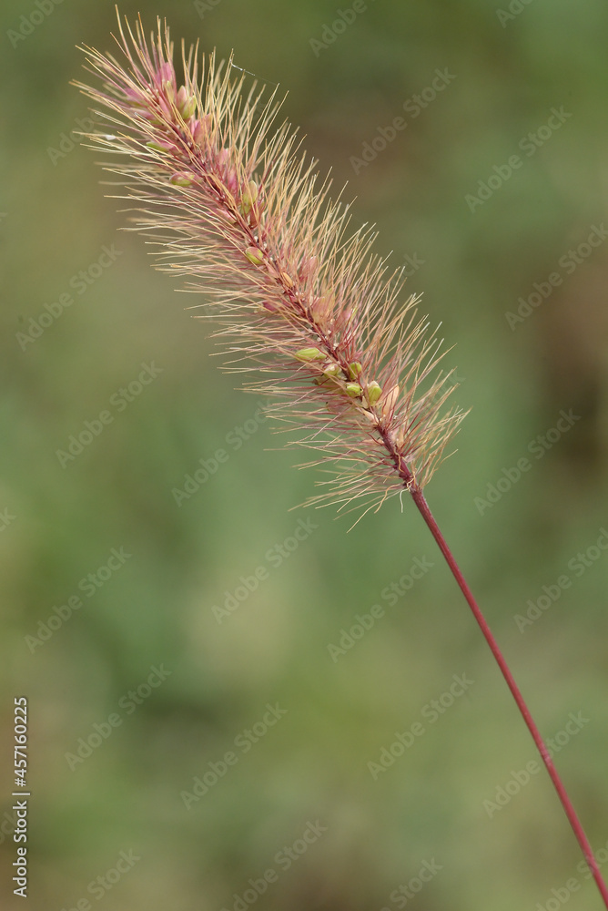 Sétaire verticillée