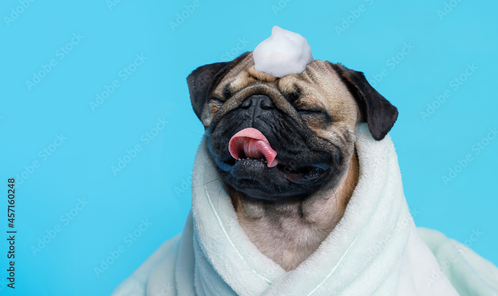 Funny wet puppy of the pug breed after bath wrapped in towel. Just