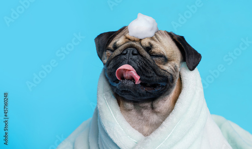 Funny wet puppy of the pug breed after bath wrapped in towel. Just washed cute dog in bathrobe with soap foam on his head on blue background.