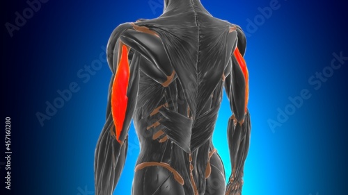 Lateral head triceps brachii Muscle Anatomy For Medical Concept 3D photo