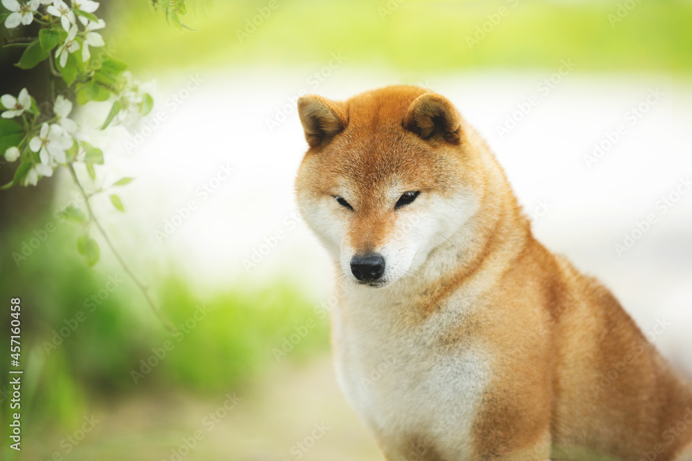 Beautiful red shiba inu dog posing against the background of branches of blooming apple tree