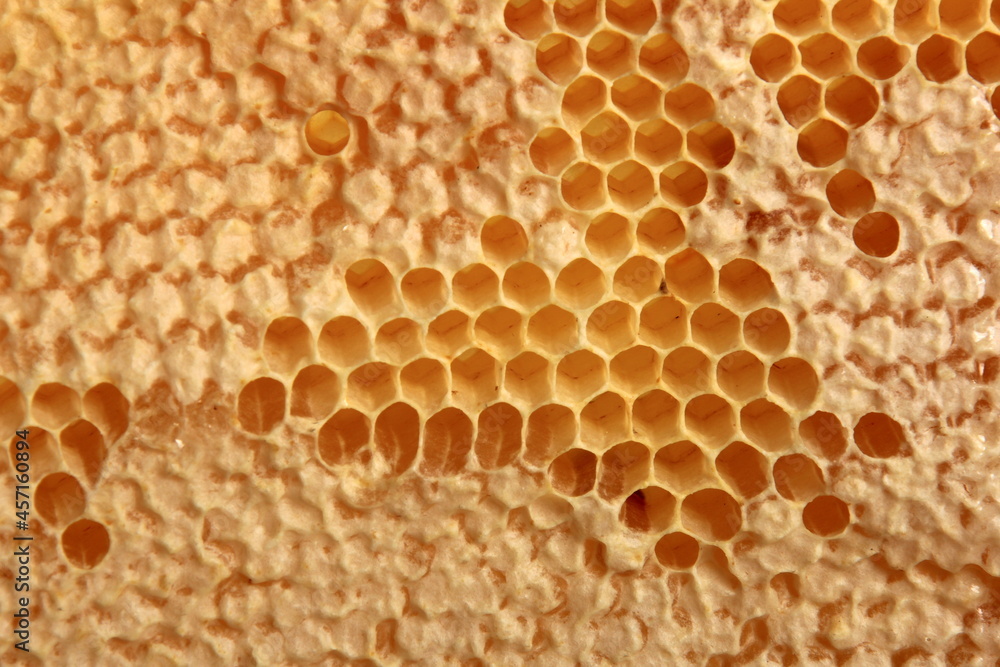 Bee honeycomb with honey, yellow honeycomb wax background. The concept of beekeeping 