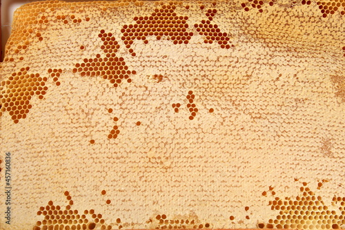Bee honeycomb with honey  yellow honeycomb wax background. The concept of beekeeping 