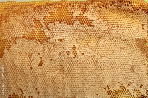 Bee honeycomb with honey  yellow honeycomb wax background. The concept of beekeeping 