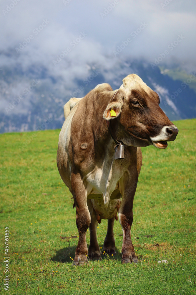 Portrait of Brown Cow in Alpine Tyrol Nature. Standing Domestic Cattle (Bos Taurus) in Austria.