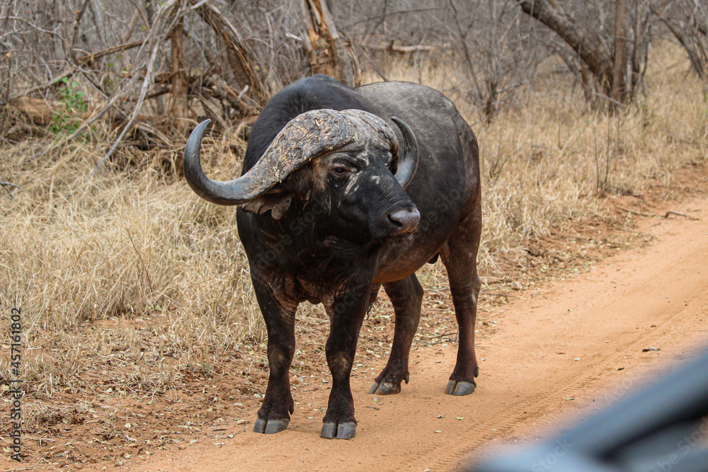 Obraz premium Buffalo walking through dry vegetation in the middle of a South African safari