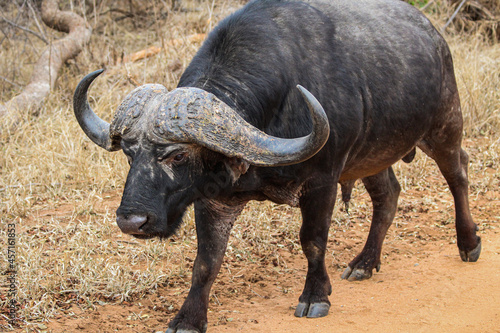 Buffalo walking through dry vegetation in the middle of a South African safari