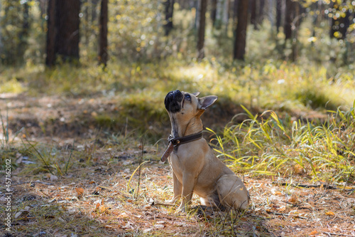 Brown french bulldog walking in the autumn forest