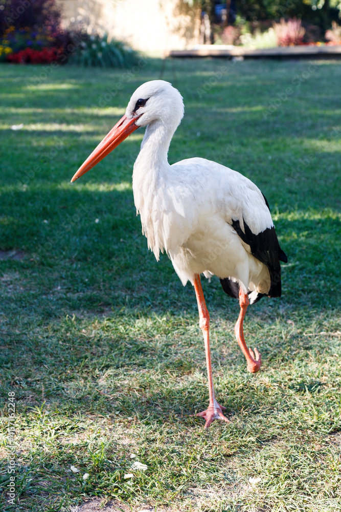 Fototapeta premium white stork in the grass