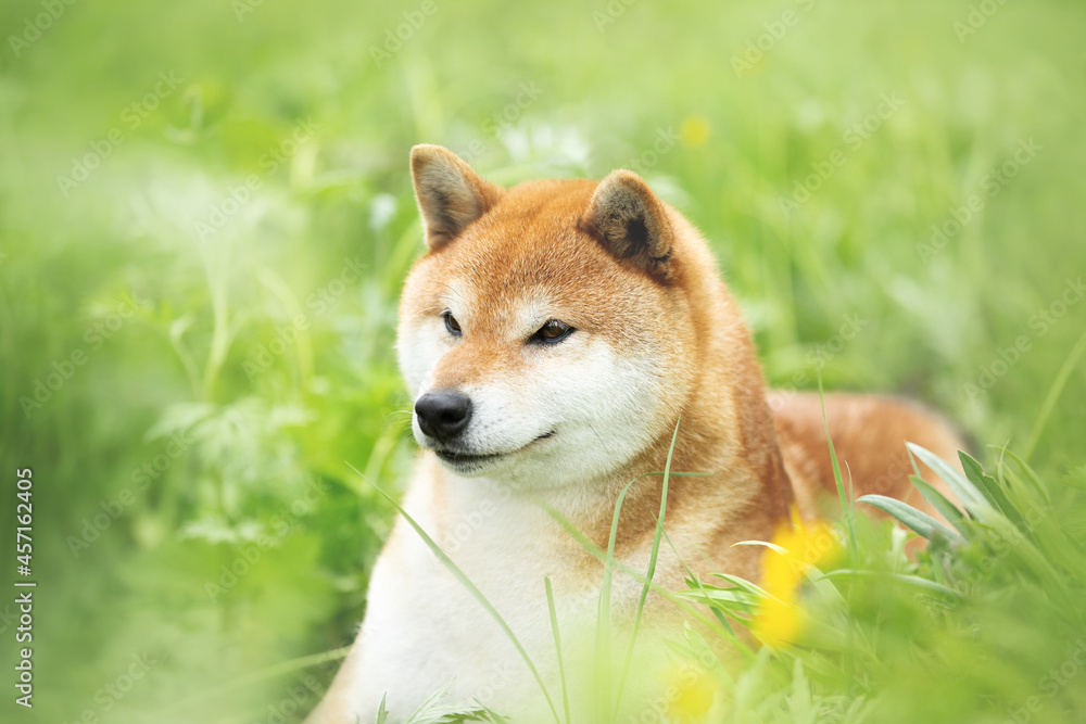 beautiful red shiba inu dog lying in the green grass in summer. Cute and adorable japanese red young female dog.