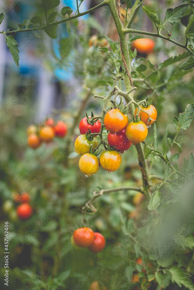 Beautiful view of red cherry tomatoes in a home garden in the countryside after rain. Soft morning lighting without harsh shadows.