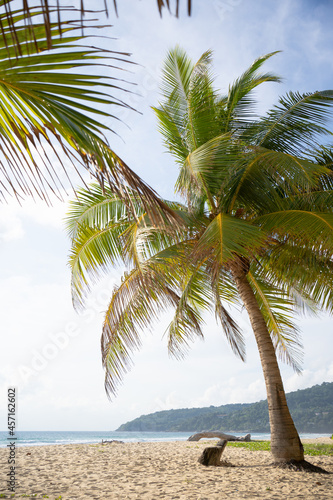 Fototapeta Naklejka Na Ścianę i Meble -  Pattern trees leaf frames palms to blue sky island.