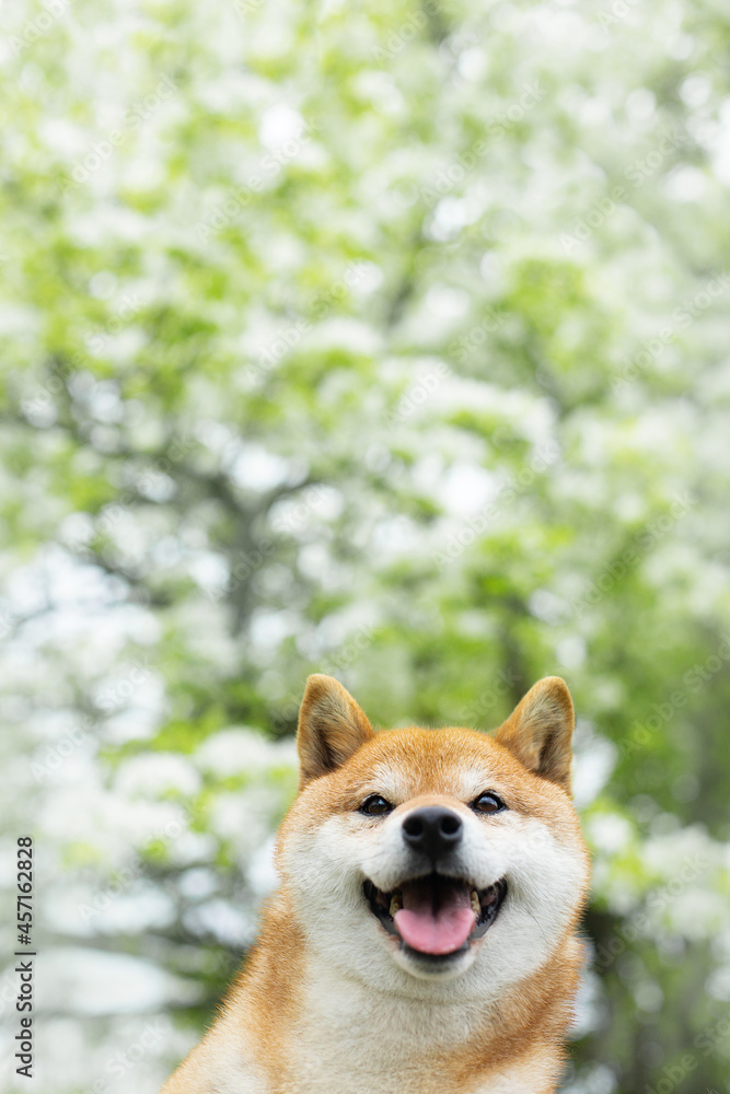 Funny red shiba inu dog posing against the background of branches of blooming apple tree