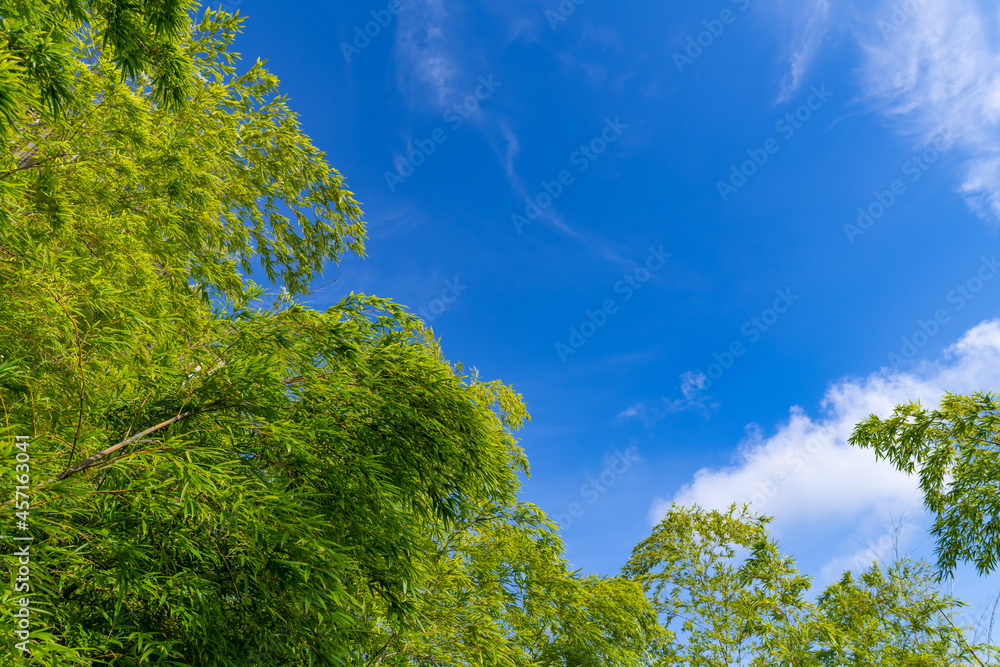 Obraz premium 竹林と夏の青空