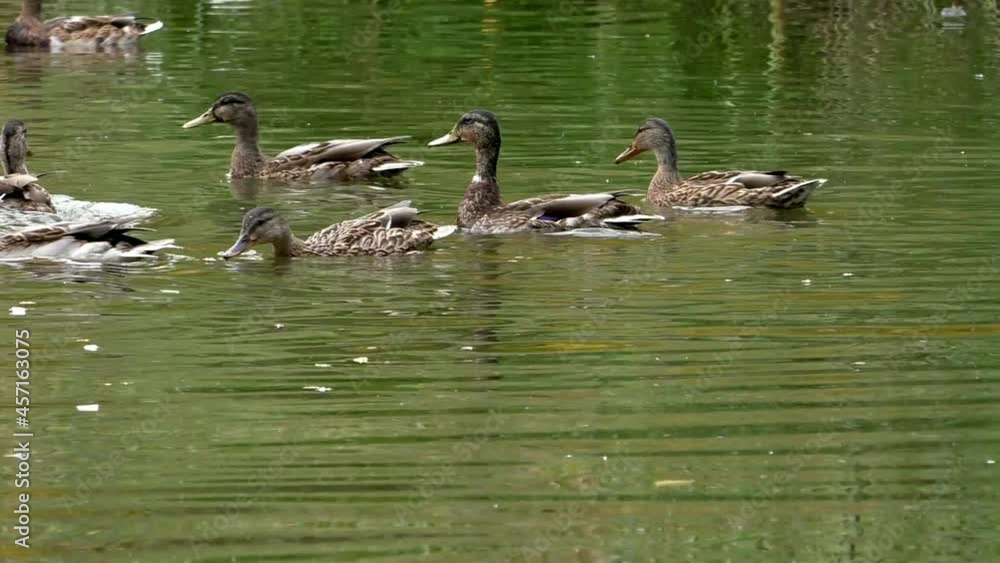 Wild flock of gray ducks on the water. Family life of birds in the free nature. Wild flock of gray ducks on the water. Family life of birds in the free nature.
