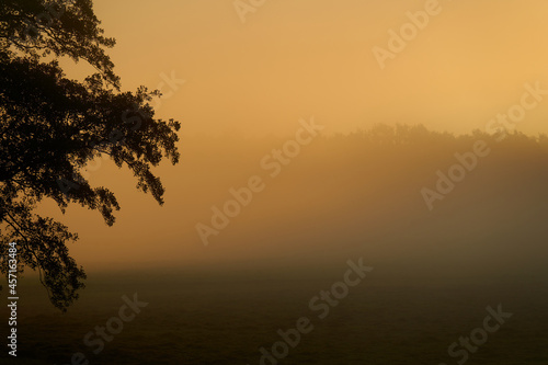 Silhouette of a tree at sunrise. Fog landscape in september.