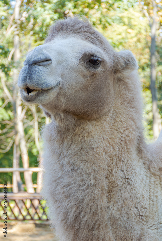 Obraz premium the head of a white bactrian camel, or bactrian, - the largest representative of the camel family