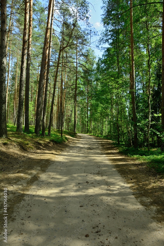 Fototapeta premium Unpaved forest road on a bright sunny day