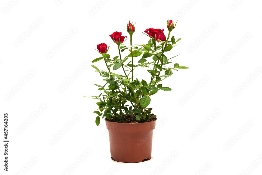 Red roses in a pot isolated on white background. Red roses in a pot isolated on white background.