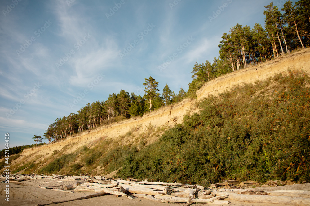 beach shore with logs and sand and hills with green trees