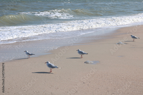 Seagulls on seashore in summer near water