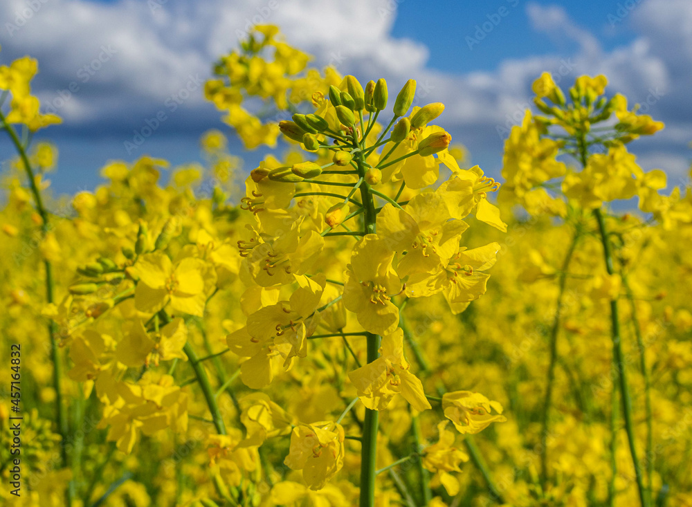 Meadow with yellow rapeseed flowers, rapeseed in bloom, some rapeseed blossoms in close-up, sunshine, spring, blue sky with a few cloudsOLYMPUS DIGITAL CAMERA Meadow with yellow rapeseed flowers, rapeseed in bloom, some rapeseed blossoms in close-up, sunshine, spring, blue sky with a few cloudsOLYMPUS DIGITAL CAMERA