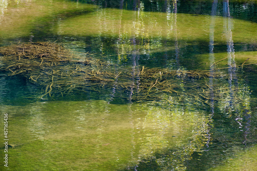 Close up of a submerged Beaver Dam on the Watauga  River