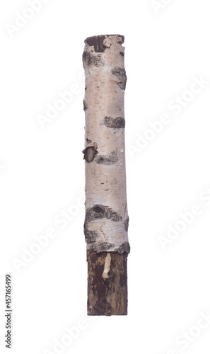 birch log isolated on white background